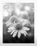 cvijet_bw
